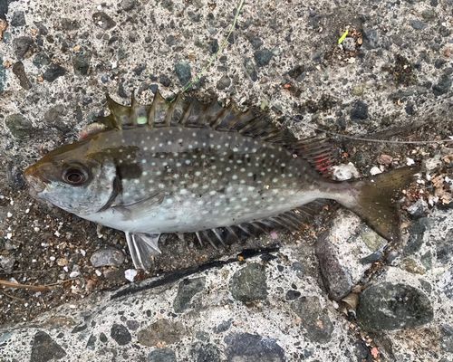 アイゴの釣果