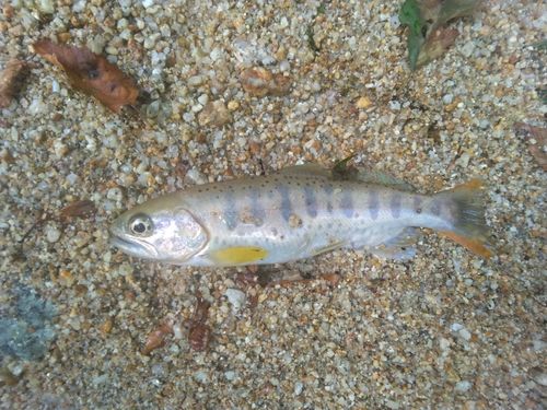 アマゴの釣果