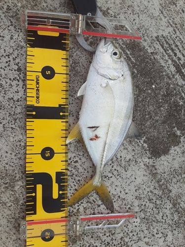 ギンガメアジの釣果
