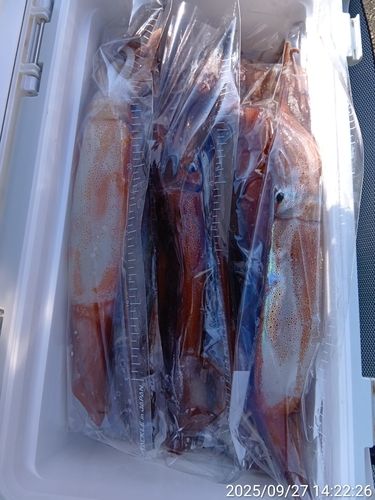 スルメイカの釣果