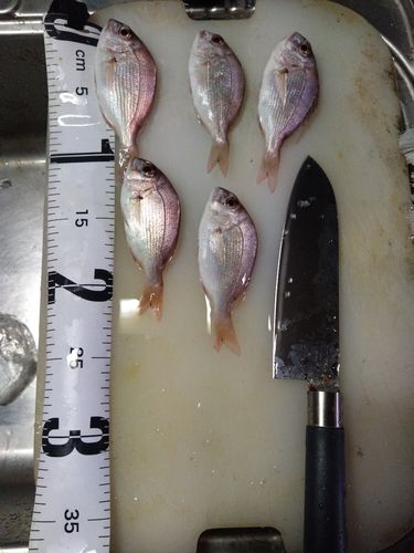 チャリコの釣果