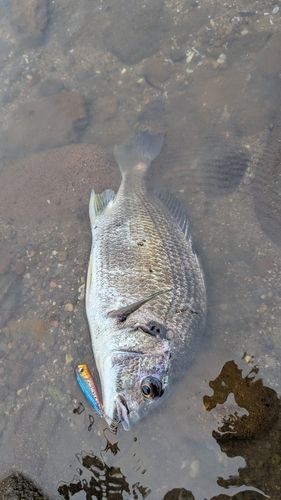 キビレの釣果