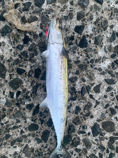 サゴシの釣果