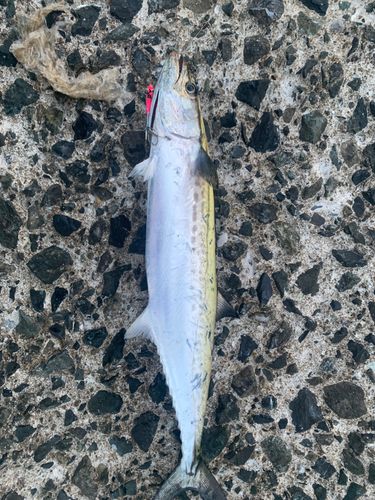 サゴシの釣果