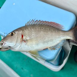 シモフリフエフキ