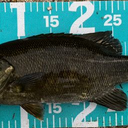 スモールマウスバス