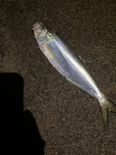 ヒラの釣果
