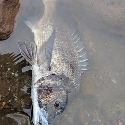 チヌ