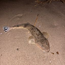 マゴチ