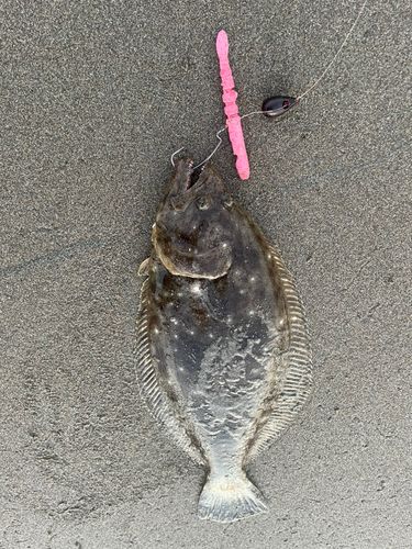 ヒラメの釣果