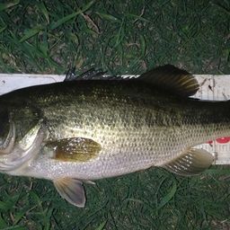 ラージマウスバス