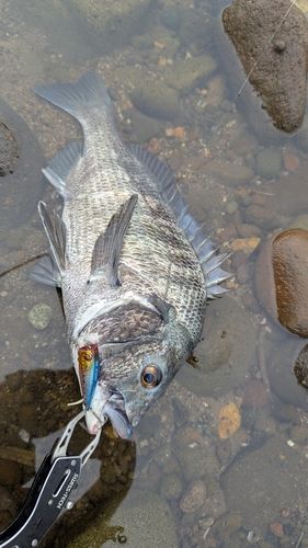 チヌの釣果