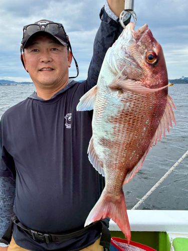 マダイの釣果