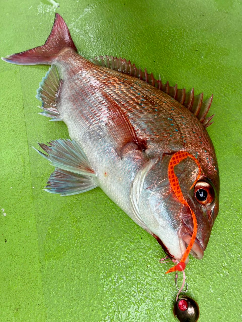 わじゅけんさんの釣果 2枚目の画像