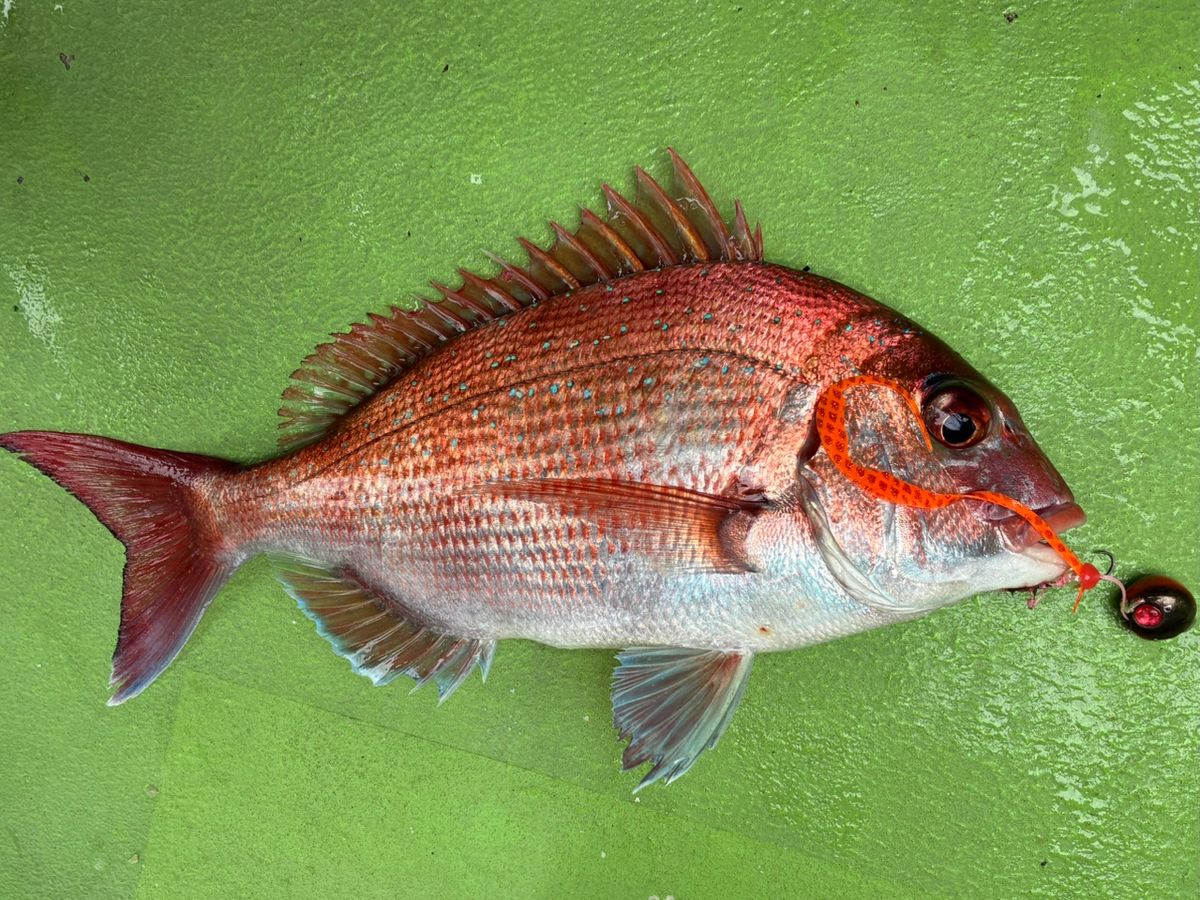わじゅけんさんの釣果 3枚目の画像