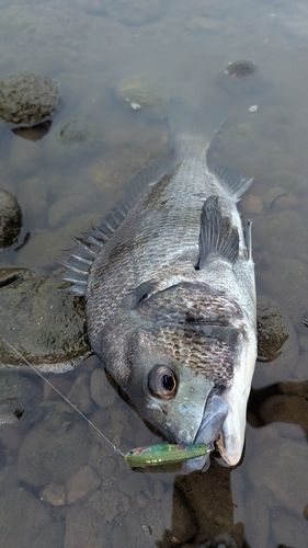 チヌの釣果
