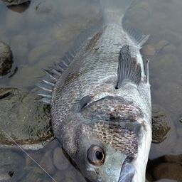 チヌ