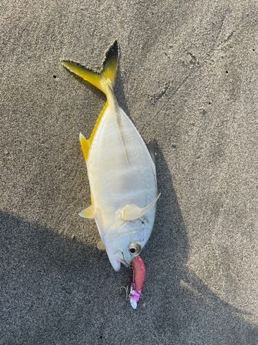 メッキの釣果