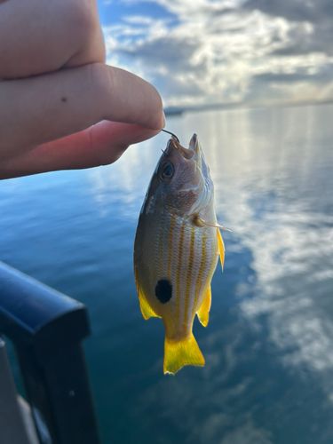 ヤマトビーの釣果