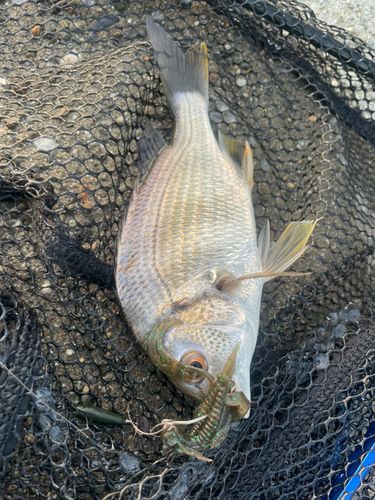キビレの釣果