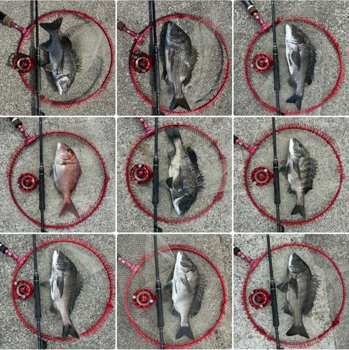 チヌの釣果