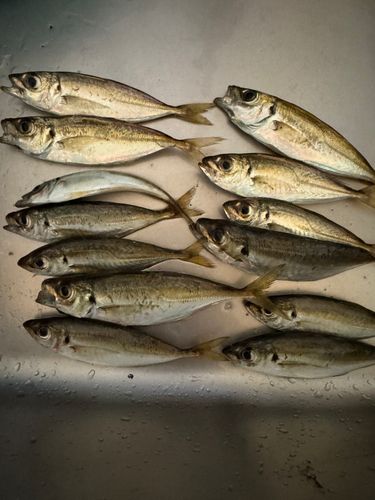 福貴浦魚港