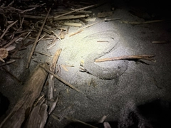ハモの釣果