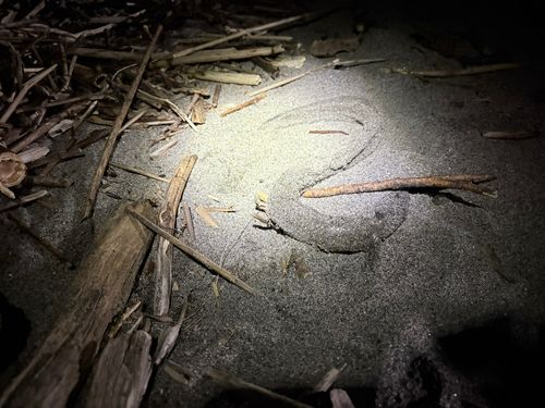 ハモの釣果