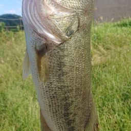 ラージマウスバス