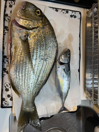 川奈港