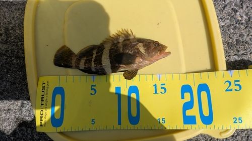 アオハタの釣果