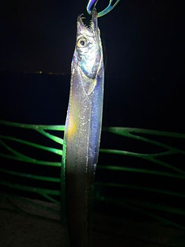 タチウオの釣果