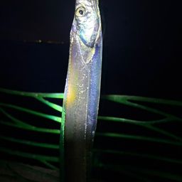 タチウオ