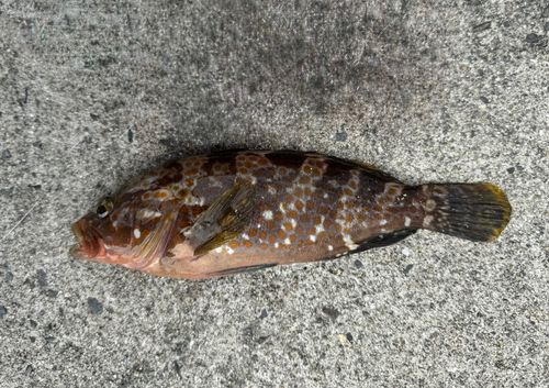 御立岬公園海釣りランド