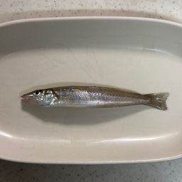 シロギス
