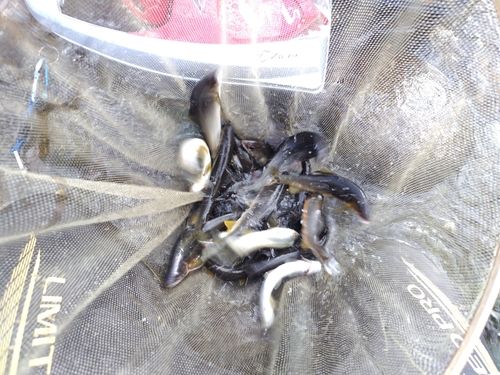 アユの釣果