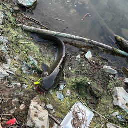 ナマズ