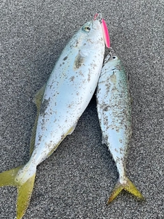 ワカシの釣果