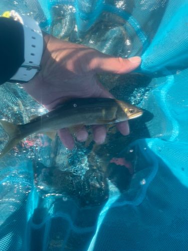 アユの釣果