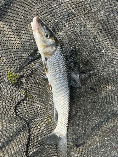 ニゴイの釣果
