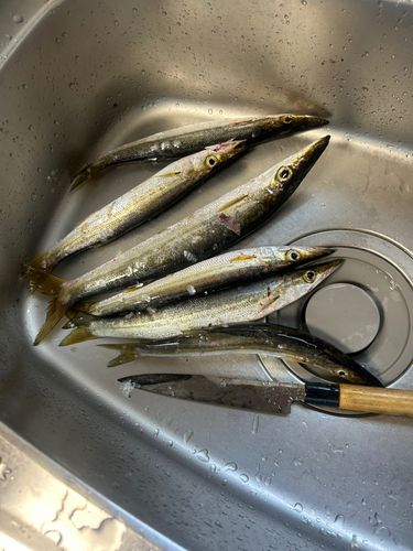 カマスの釣果