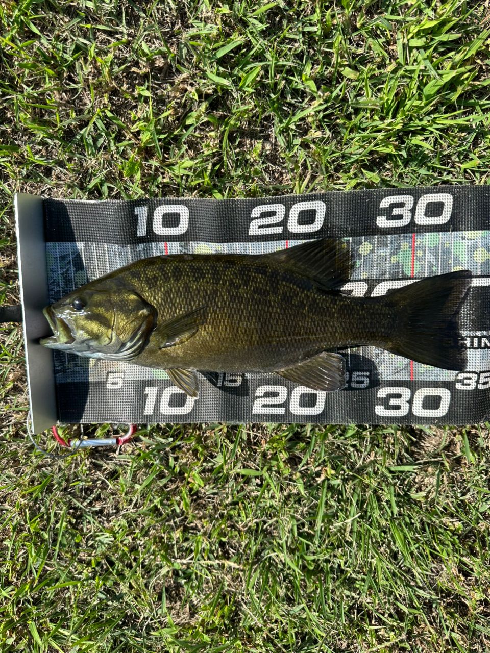 スモールマウスバス