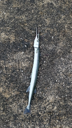 ダツの釣果