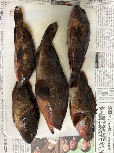 キジハタの釣果