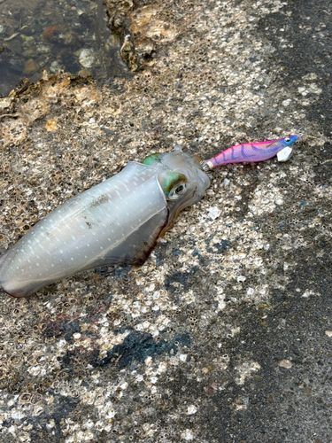 浦ノ内湾