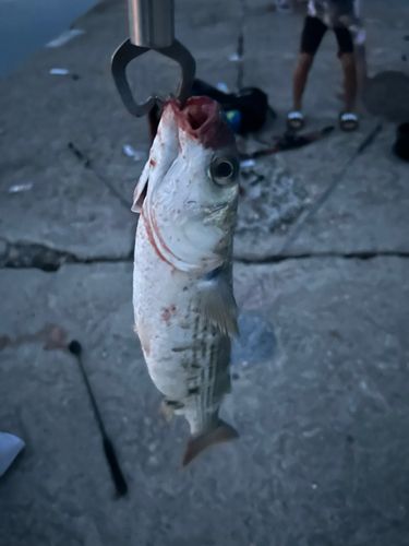 ボラの釣果