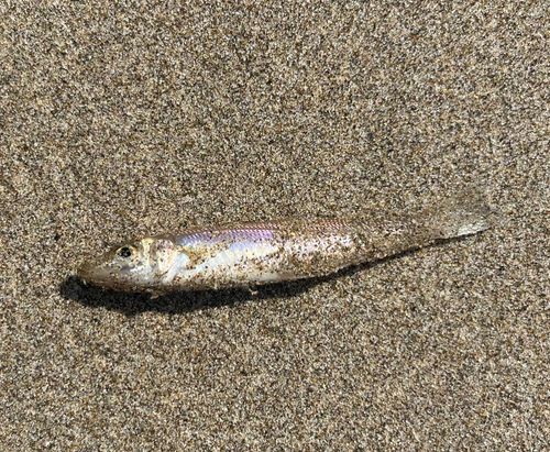 シロギスの釣果