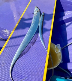 タチウオの釣果