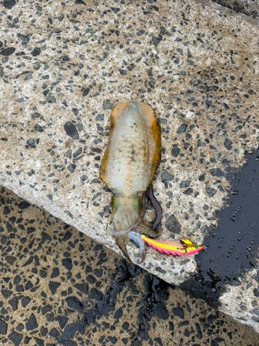 高島飛島磯釣り公園