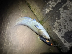 マナマズの釣果